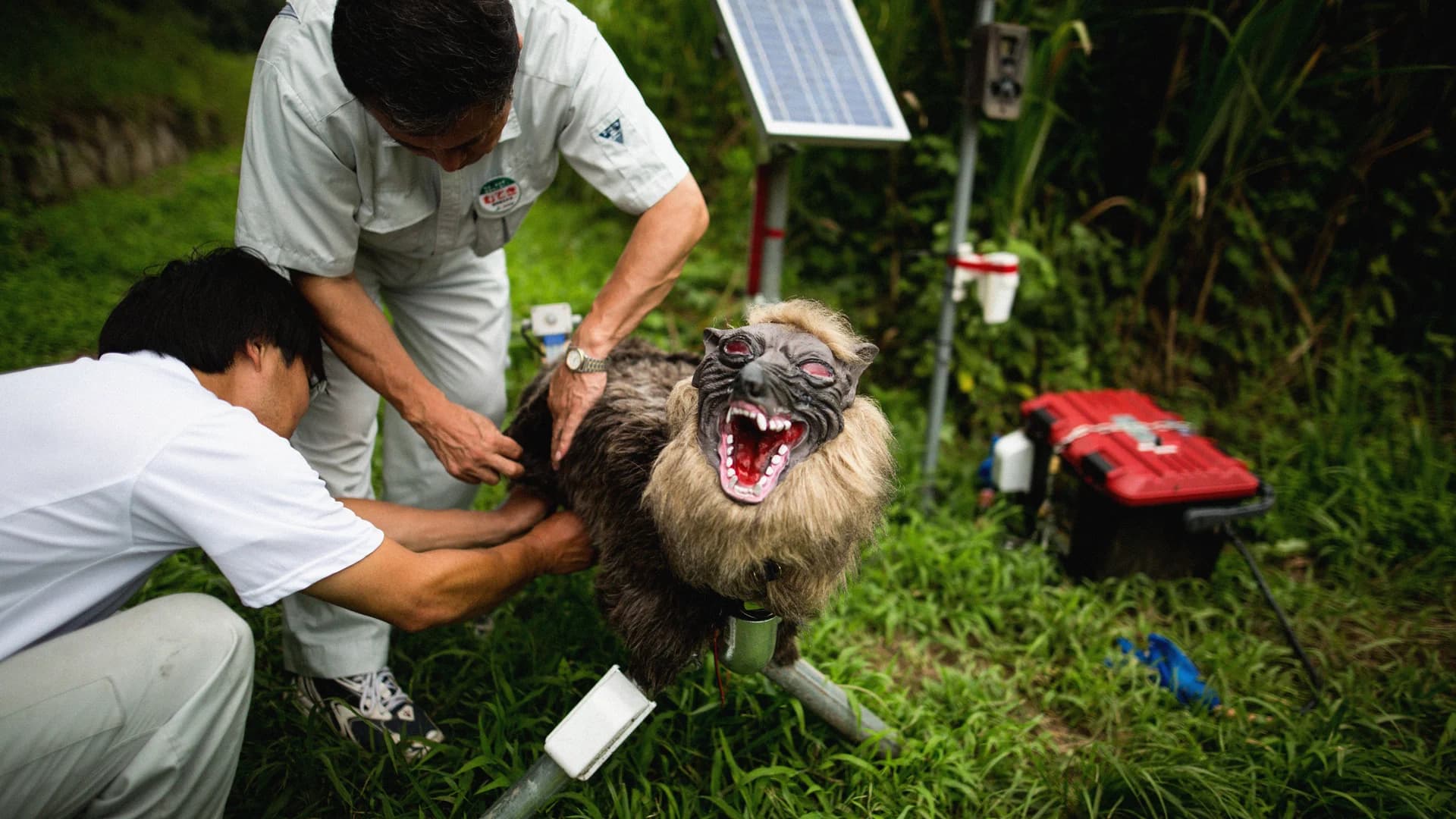 Japanese Robot Wolf Technology Offers New Wildlife Protection Model