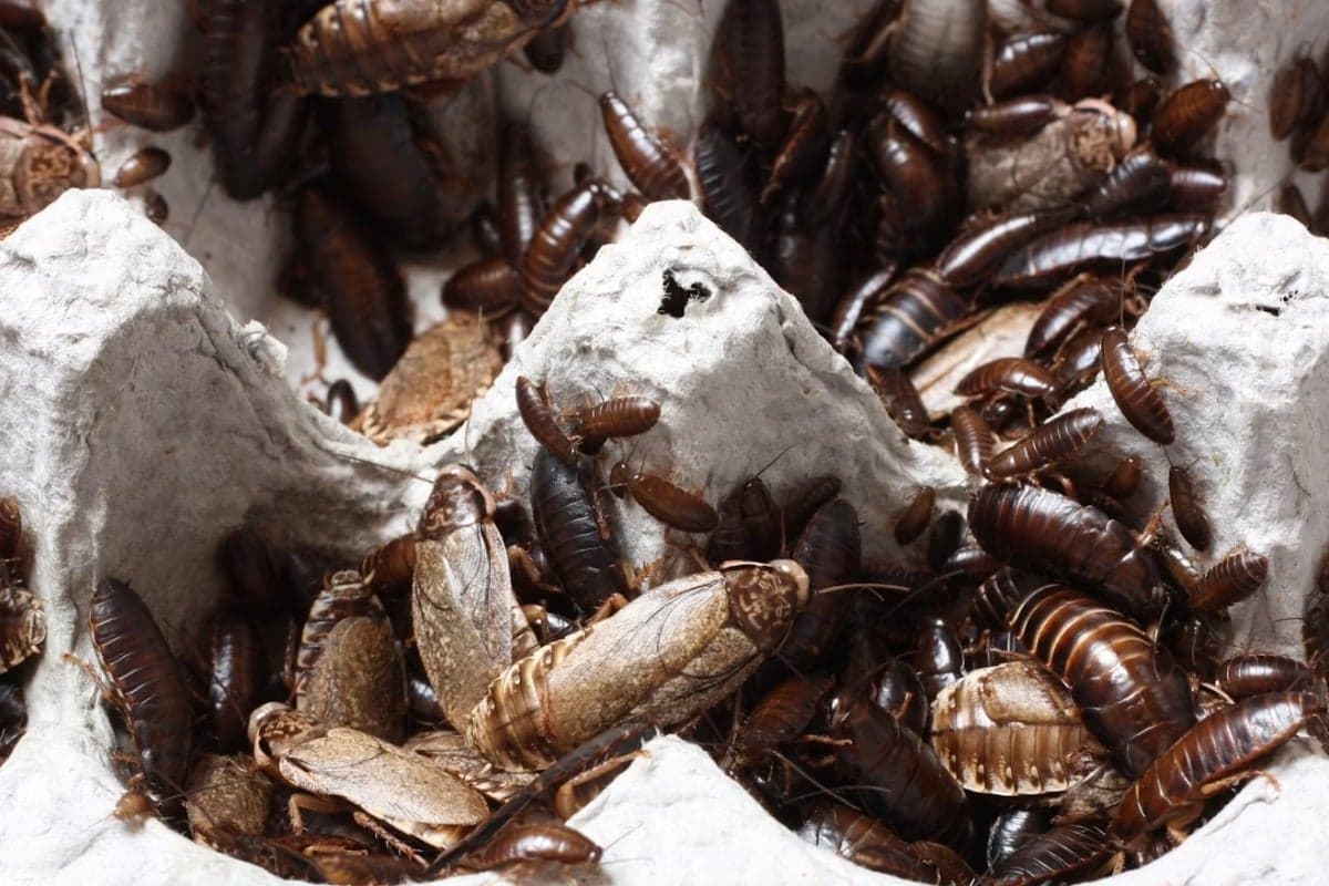 Dallas Restaurant Health Inspections Reveal Pest Control Issues