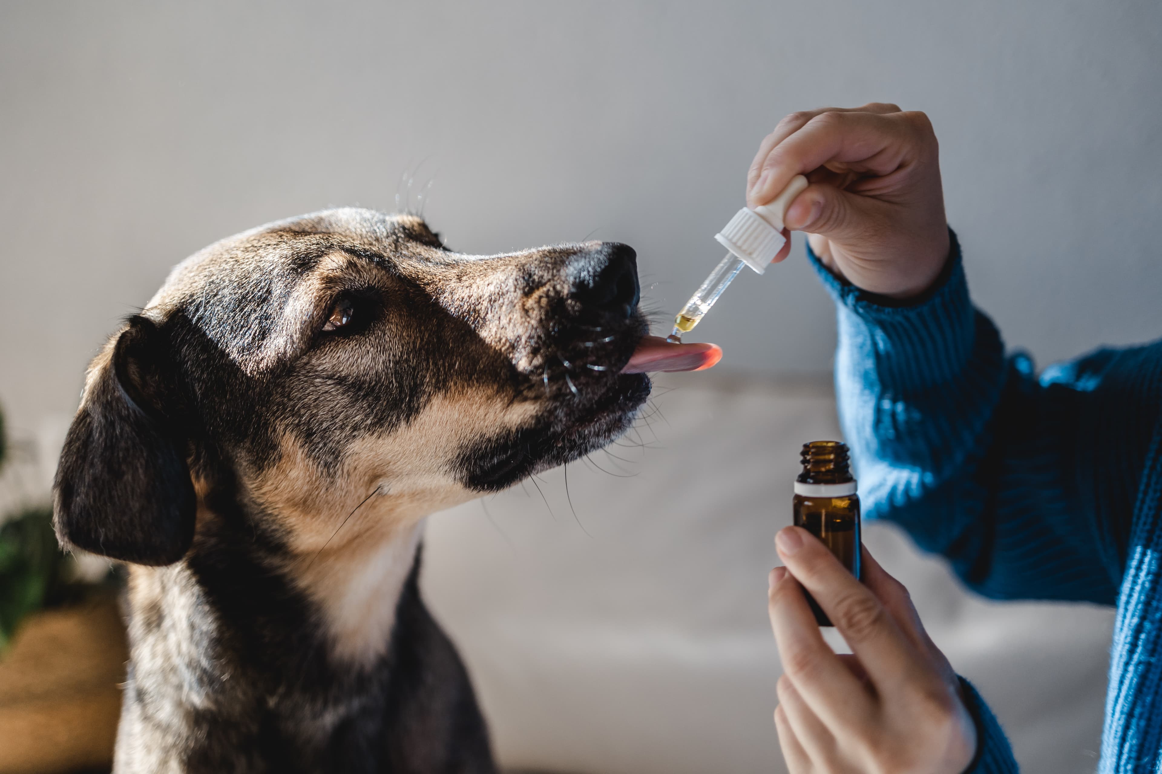 Chewy Stock Tumbles Despite Strong Cash Flow Gains
