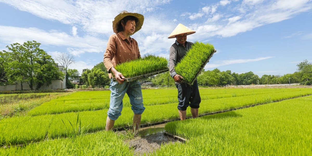 Rice's Hidden Climate Cost: A Growing Concern for Global Food Systems