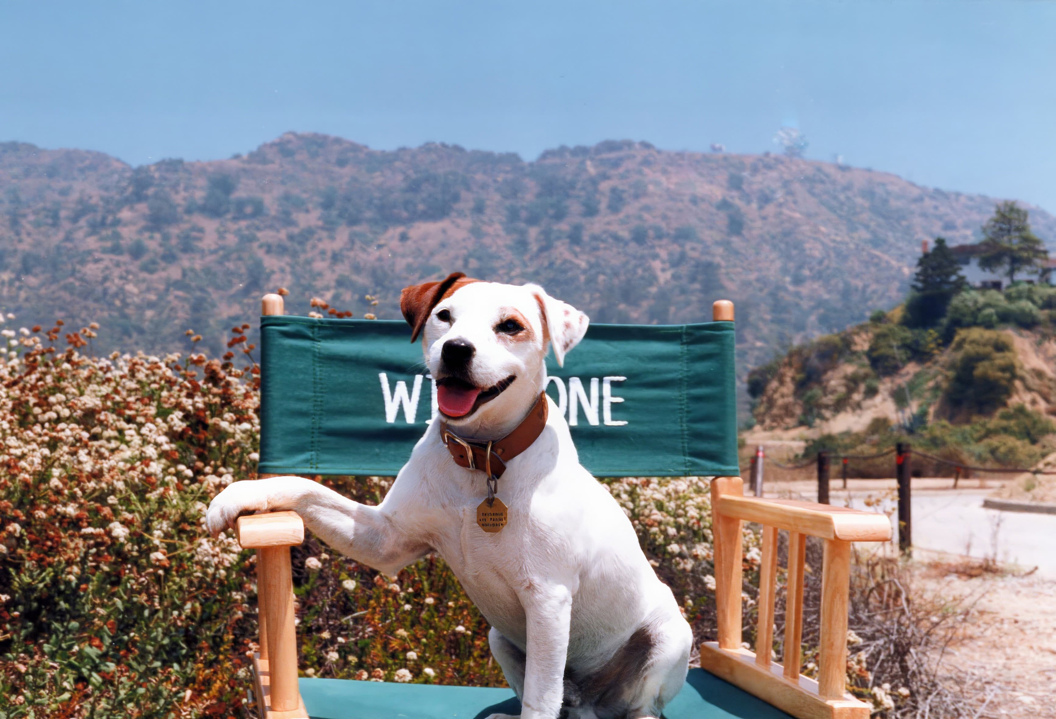 Dallas Creative Community Behind 'Wishbone' Gets Documentary Honor