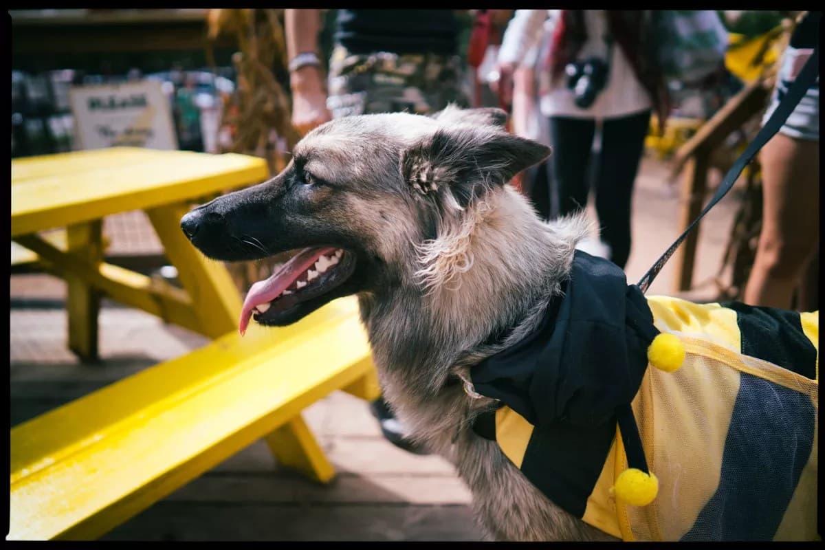 Mutt's Cantina Dog Park Chain Shuts Down All Locations