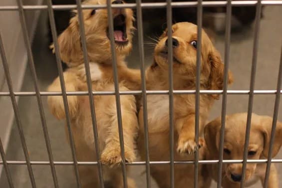 Dallas Animal Services Faces Summer Crunch: Infrastructure and Capacity Concerns