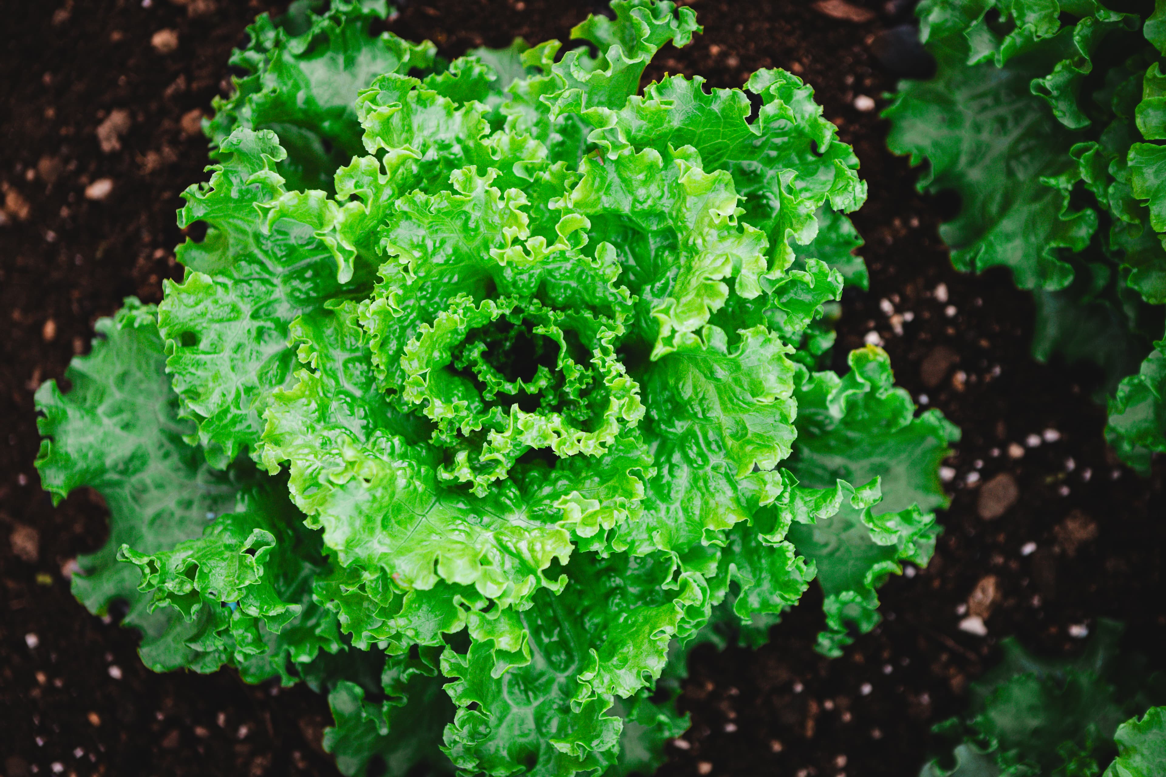 Food Safety Alert: What Dallas Businesses Need to Know