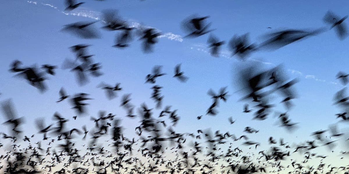 Bat Disease Takes Hidden Toll on Agriculture, Local Budgets