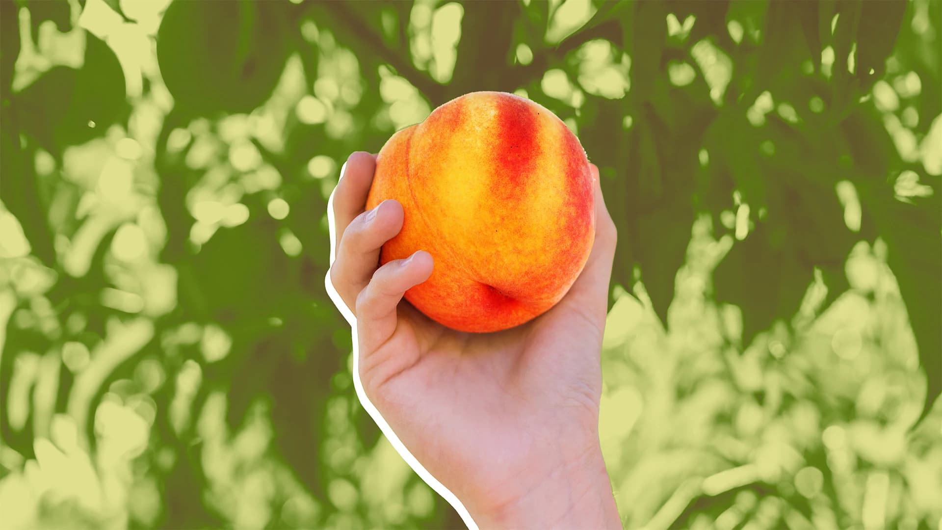 Texas Peach Orchards Face Crisis: Supply Shortage Ahead
