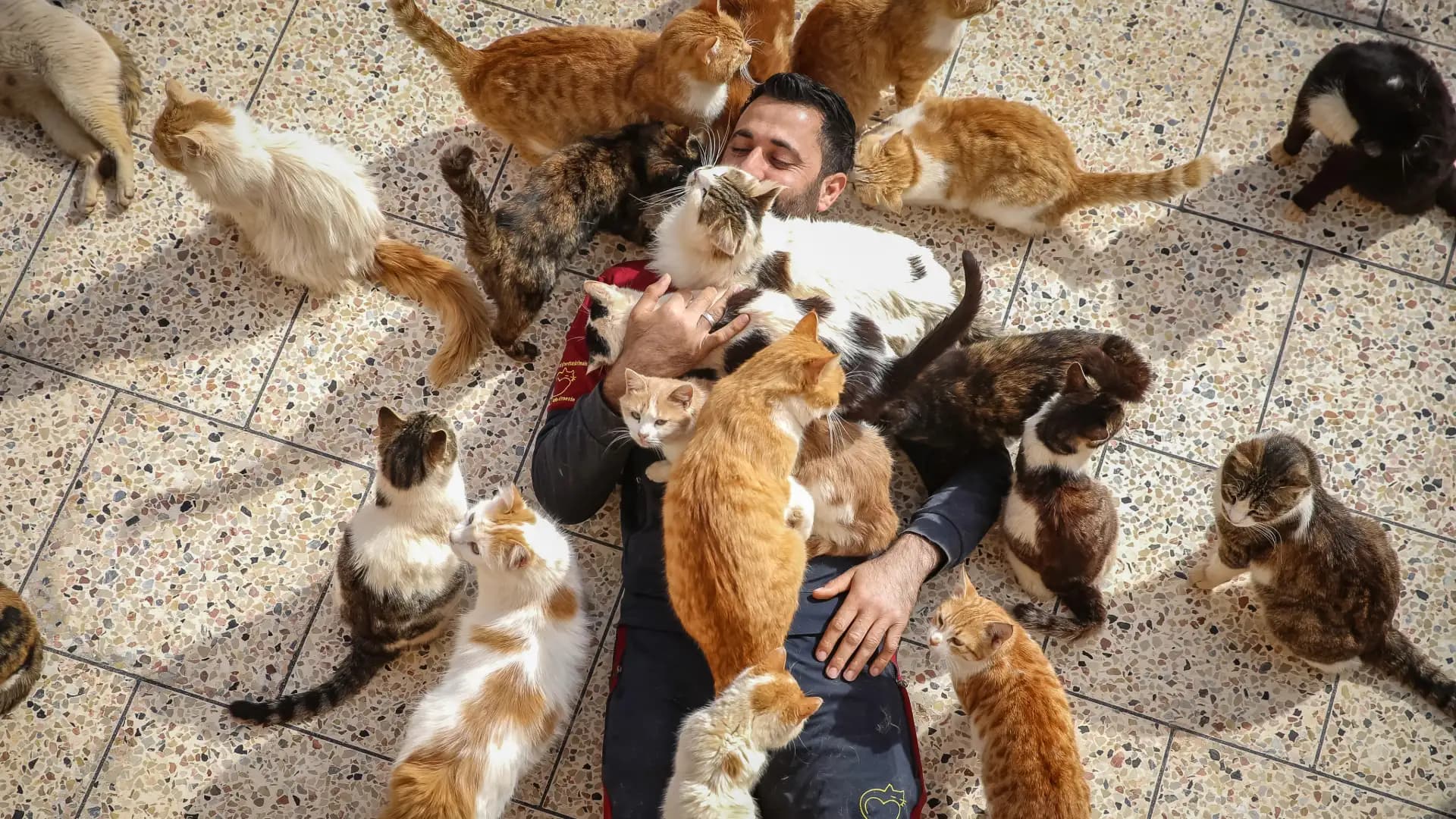 Cat-Borne Bird Flu and Cancer Research Offer Mixed Signals